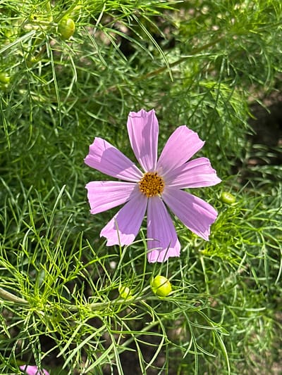 The image shows a close-up of a single, delicate pink cosmos flower with a yellow center. The flower is in focus and positioned slightly to the right of the center of the frame. It has eight petals, each with a slightly ruffled edge. The background is filled with a dense, green foliage of the cosmos plant, with thin, feathery leaves. Several small, green seed pods are visible among the leaves, one of them close to the flower on the lower right. The lighting suggests a bright, sunny day, casting soft shadows on the petals and leaves. The scene appears to be a garden setting. The specific location in Yurlovo, Russia, cannot be determined from the image alone.