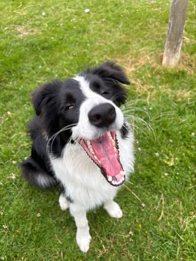 The media file is a close-up, overhead shot of a black and white border collie dog lying on a green lawn. The dog is looking up at the camera with its mouth wide open, panting or laughing. Its tongue is pink and visible, and its teeth are sharp. The dog's fur is black on its head and back, with white markings on its face and chest. Its whiskers are long and white, fanned out around its nose.

The setting is a grassy outdoor area, likely a park or backyard, with some small white flowers scattered on the grass. A blurry wooden plank is visible in the upper left corner of the frame. The lighting suggests it is daytime, and the weather appears to be pleasant, suitable for a dog to be playing outside. The dog appears happy and energetic. There is no visible text in the image. The location context is Mārupe, Latvia.