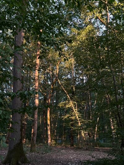 The image depicts a sunlit forest scene in Sonchamp, France. The foreground features the textured bark of a large tree on the left, with its trunk partially covered in moss. The ground is covered with fallen leaves and dry debris. Behind this tree, a path or clearing leads into the denser part of the forest. Sunlight streams through the canopy of deciduous trees, illuminating their trunks and foliage with a warm, golden light. The overall impression is one of a serene and natural forest environment. There are no people or animals visible in the image.
