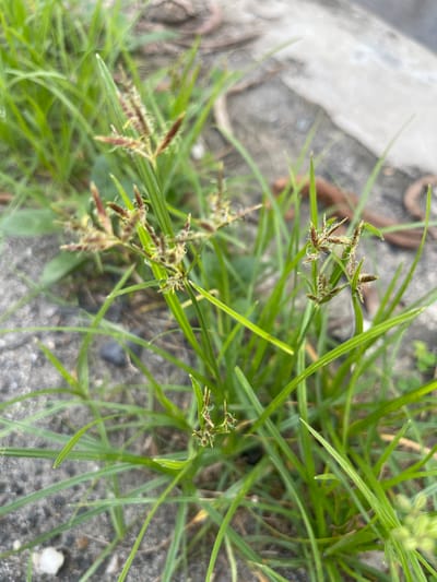 The image displays a close-up, eye-level view of a patch of green grass, specifically a type of sedge with spiky seed heads, growing in what appears to be an urban environment. The grass is densely packed and vibrant green, with some of the seed heads exhibiting reddish-brown hues. The background consists of a textured, greyish-concrete surface, possibly a sidewalk or pathway, with some dry leaves and debris scattered around. The lighting suggests it is daytime, with diffused light casting soft shadows. The focus is on the grass and its reproductive structures, indicating a botanical observation. The scene is devoid of any human presence or activity. The location is identified as Julicotmeurak, Indonesia.