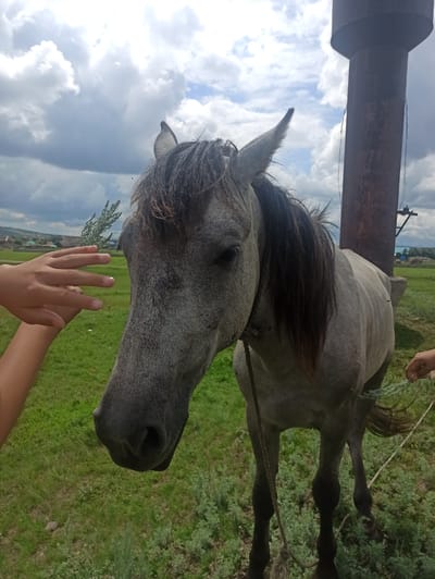A medium shot captures a light gray horse in a field with a large, dark brown water tower to its right. The horse's head is turned to its left, and its mane is dark brown and somewhat messy. Its eyes are dark. In the foreground, a human hand with fair skin is extended towards the horse's head, holding a sprig of greenery. Another human hand holding a sprig of greenery is visible on the right side of the image, near the horse's hindquarters. The horse is tethered by a rope that runs from its halter to the ground. The field is covered in green grass and scattered low-lying green plants. In the background, there are hints of a rural landscape with some buildings and rolling hills under a cloudy sky. The image was taken outdoors in daylight. The location is identified as Nigamatovo, Russia.