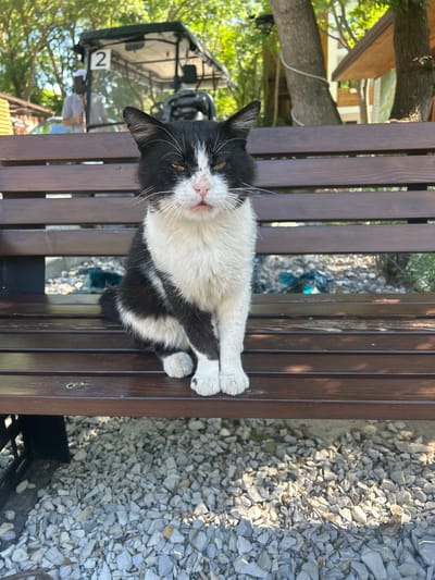 This is a vertical, eye-level shot of a black and white cat sitting on a wooden park bench. The cat is looking directly at the camera with its mouth slightly open, revealing its pink tongue. Its white fur is fluffy, and its black fur has a distinct pattern. Its paws are resting on the bench in front of it. The bench is made of dark brown wooden slats. Behind the bench, the ground is covered in light gray gravel. In the background, there are some green trees and a glimpse of a building with a red roof. There is also a metal structure with the number "2" visible on it, potentially indicating a parking spot or an amenity. The lighting suggests it is daytime, with shadows cast on the bench and gravel. The overall scene appears to be outdoors in a park or recreational area. There are no people visible in the image. The cat's expression could be interpreted as curious or expectant. The setting appears to be Shirokaya Balka, Russia.
