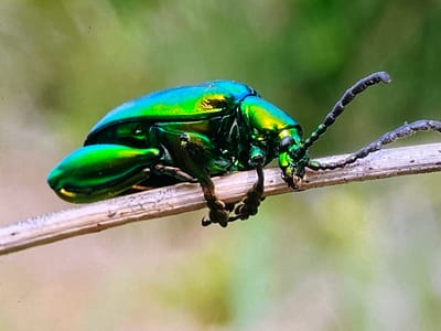 An iridescent green beetle with a metallic sheen is perched on a thin, light-colored twig. The beetle is positioned facing to the right, with its segmented antennae extended forward. Its legs are gripping the twig, with two front legs visible and two hind legs tucked underneath. The beetle's exoskeleton displays shades of green, yellow, and blue, reflecting the light. The background is a soft, blurred mix of green and beige, suggesting a natural outdoor setting. There is no information in the image to indicate a specific location in Keudebayu, Indonesia.