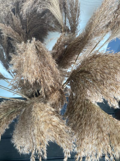 The image displays a close-up view of dried pampas grass. The subjects are the feathery plumes of the grass, which are a light brown to beige color and appear to be arranged in a bunch. The background is a mix of light and dark tones, suggesting an indoor setting with a window or a door nearby. The light is soft, indicating it could be daytime. There are no people or specific activities depicted, and no visible text. The overall impression is one of natural texture and muted color.