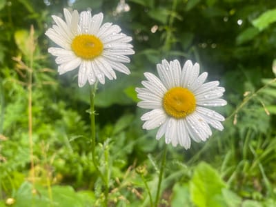 This media file features two white daisies with yellow centers, glistening with water droplets, set against a blurred background of lush green foliage. The daisies are the primary subjects, positioned in the foreground and taking up a significant portion of the frame. Their white petals are delicate and numerous, radiating outwards from the circular yellow centers. The water droplets suggest recent rain or dew, indicating a moist environment. The background consists of various shades of green, with hints of brown and yellow, suggesting a natural setting like a garden or a meadow. Some thin, upright stems are visible, some with small buds, adding to the natural, wild feel of the scene. The lighting is soft and diffused, possibly indicating an overcast day or early morning light. There are also bokeh effects visible, with circular highlights appearing in the out-of-focus areas, adding a dreamy quality to the image. No people, text, or specific events are depicted. The overall impression is one of natural beauty and freshness. The location context provided is Kolomna, Russia, which is consistent with a temperate climate where daisies and lush greenery are common.