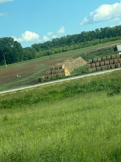 This image depicts a rural landscape, likely on the outskirts of Arsk, Russia, during daytime under a partly cloudy sky. The foreground is dominated by a grassy field. In the midground, a gently sloping field transitions from brown, tilled soil to patches of green growth. Several stacks of hay bales are visible, some neatly piled in rows and others more haphazardly arranged. A fence with several black and white cows can be seen in the upper right portion of the midground, adjacent to a white building with a grey roof. Further in the background, a dense line of green trees forms a natural barrier. The overall impression is one of agricultural activity and open countryside.