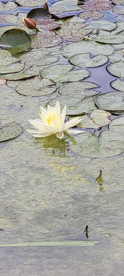 A white water lily floats on a pond filled with lily pads in Sattledt, Austria. The water is murky and appears to have algae growing in it. The lily pads are wet, with small water droplets visible on their surfaces. A closed pink water lily bud is also present in the background.