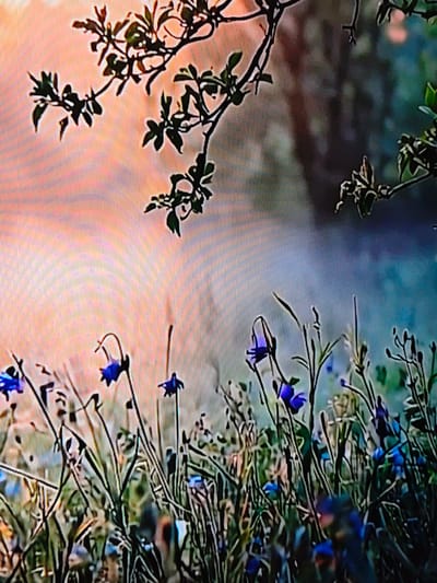 The image depicts a field of blue flowers, possibly harebells, in Боровково, Russia. These are framed by a foreground of long grasses and plant stems. The background consists of a hazy or blurred landscape, featuring soft colors transitioning from a peach or pink hue at the upper left to a cooler blue-green on the right. Branches with small green leaves are silhouetted against the sky and background towards the top of the frame.