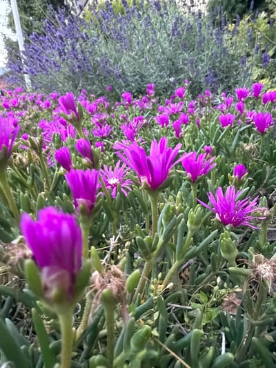 This is a vertical, close-up photograph of a garden bed featuring two distinct types of flowering plants. On the left, a succulent plant with thick, green, finger-like leaves is adorned with numerous bright purple, daisy-like flowers. These flowers have delicate, spiky petals and are arranged in clusters along the stems. The succulent appears to be a ground cover, with its foliage spilling over and intertwining. To the right of the succulent, a dense bed of lavender with its characteristic purple blooms provides a contrasting texture and color. The lavender is taller and more upright than the succulent.

The lighting suggests it is daytime, possibly late afternoon or early evening, as the light is soft and diffused, and shadows are not harsh. The scene is peaceful and natural, evoking a sense of a well-tended garden. There are no people or discernible man-made objects beyond what might be implied as garden edging or a support structure in the background, which is out of focus. The overall impression is one of abundant and vibrant floral growth, with the striking purple of the succulent flowers juxtaposed against the softer hues of the lavender. The image is visually rich due to the detailed textures of the petals and foliage, and the repeated forms of the flowers. The location context provided is Çolpon-Ata, Kyrgyzstan, which aligns with the possibility of such a garden thriving in a region with a suitable climate.