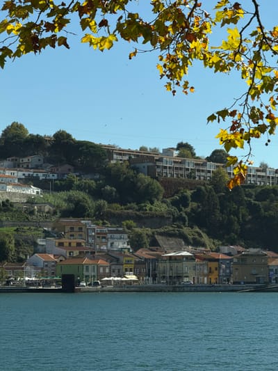 The image displays a panoramic view of the Douro River and its northern bank, located within the city of Lordelo do Ouro e Massarelos, Portugal. The upper portion of the frame is bordered by branches adorned with yellow-green autumn leaves. Beneath a clear blue sky, several small, dark avian silhouettes are visible. The lower third of the image is occupied by a wide expanse of turquoise-blue water, showing subtle surface ripples.
Along the immediate riverfront, a dense line of colorful, multi-story buildings, painted in shades of green, yellow, orange, and grey, stands next to a promenade. This promenade features multiple white outdoor umbrellas shading tables and chairs, indicative of commercial establishments. Several vehicles are parked, and indistinct human figures are present on the promenade. Behind these riverfront structures, a steep, extensively vegetated hillside rises. This hillside is characterized by terraced construction, supporting a mix of traditional residential buildings with tiled roofs at lower elevations and modern, multi-story apartment complexes with numerous balconies situated higher up the slope.