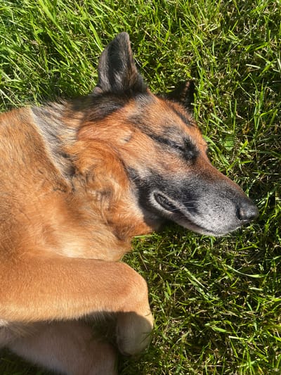 A German Shepherd dog is lying on its back in bright green grass. The dog is facing upwards, with its head tilted back and eyes closed, suggesting it is relaxed or sleeping in the sun. Its fur is a mix of tan, brown, and black. The grass is long and appears healthy, indicating an outdoor setting, likely a lawn or field. The sunlight is strong, casting shadows and highlighting the textures of the dog's fur and the grass. The overall impression is one of peacefulness and contentment in a natural environment. The time of day appears to be daytime, likely sunny and warm. There is no visible text in the image.
