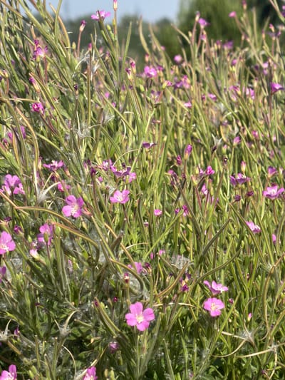 The image depicts a dense cluster of tall, thin green plants with numerous small, vibrant pink flowers. The flowers have four petals and a delicate appearance. Some plants are in bloom, while others have developing buds. Fluffy white seed structures are visible among the stems and flowers, suggesting the plants are in the process of seeding. The background is blurred, showing hints of green foliage and a light blue sky, indicating an outdoor natural setting. The scene is likely a meadow or field. The image was taken in Valdefresno, Spain.