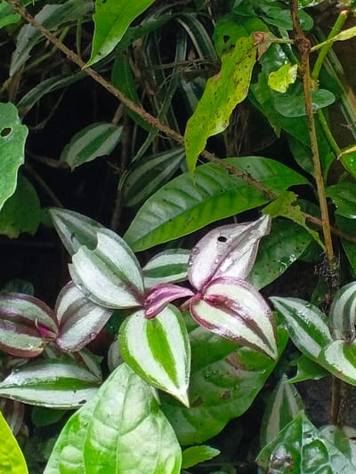 Lush foliage fills the frame, featuring diverse green leaves. Striking among them are the striped leaves of a Tradescantia zebrina plant, exhibiting silver and dark green bands with hints of purple. Some leaves have noticeable holes. Water droplets glisten on the surfaces. A few bare branches weave through the foliage, adding texture to the composition.