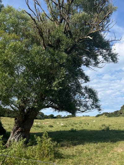 The image depicts a sunlit, rural scene. A large, gnarled tree with sparse foliage dominates the left side of the frame, its branches reaching towards a bright blue sky dotted with white, wispy clouds. The tree appears old and weathered. In the background, a gently sloping green field stretches out, casting a long shadow from an unseen object or terrain feature. Several white sheep are scattered across the field, grazing peacefully. The overall impression is one of a warm, clear day, likely late morning or early afternoon given the strong sunlight and shadows. The location context suggests a setting in Hautot-sur-Mer, France. The image conveys a sense of tranquility and natural beauty.