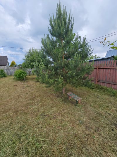 In Chukholovo, Russia, a residential backyard is captured under a cloudy sky. A large evergreen tree dominates the foreground, its branches reaching towards the sky. To the right, a weathered wooden fence encloses the yard, partially obscured by the tree. A simple, rustic bench with a green and red painted surface rests near the base of the tree, set against a backdrop of freshly cut grass. The yard itself is mostly covered in dry, matted grass, with patches of greener growth and scattered leaves. In the distance, the roofs of houses and other vegetation are visible, suggesting a rural or suburban setting. The overall scene is one of a quiet, lived-in outdoor space.