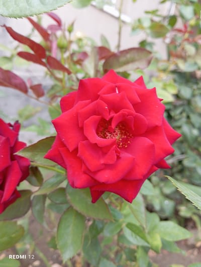 A close-up shot focuses on a vibrant red rose in full bloom, its petals unfurling in a spiraling pattern. The rose is the clear subject, positioned centrally and dominating the frame. Surrounding the rose are lush green leaves and some reddish-brown foliage, suggesting a garden setting. The background is softly blurred, indicating a shallow depth of field that keeps the rose sharp and prominent.
The lighting appears to be natural daylight, possibly late morning or early afternoon, judging by the even illumination and lack of harsh shadows. There are no people or overt activities depicted; the image is a still life of a flower. The overall mood is one of natural beauty and tranquility.
A small detail visible in the lower right corner of the image is the text "REDMI 12" vertically oriented. This likely indicates the brand and model of the device used to capture the photograph. Without further information, the specific location within Semetey, Kyrgyzstan, remains general, but the presence of a cultivated rose implies a residential garden or a public park. The weather seems pleasant and conducive to outdoor photography, with no indication of rain or wind.