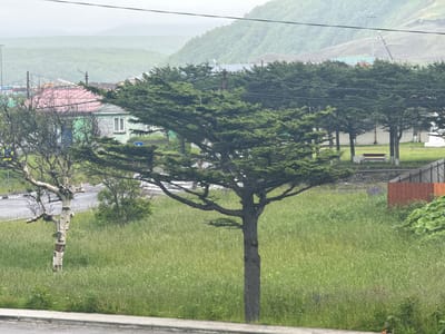 The image depicts a cloudy day in Kuril'sk, Russia. A large evergreen tree stands prominently in the foreground, with its branches spreading wide over a grassy field. Behind the tree, a residential area is visible, with several buildings featuring colorful roofs and walls. The architecture suggests a typical rural or semi-urban settlement. In the background, rolling hills covered in lush green vegetation rise towards the misty horizon. The overall atmosphere is one of a quiet, overcast day in a coastal town. The presence of power lines and a distant crane suggests some level of infrastructure and ongoing development. A weathered bench sits on the grass in the middle ground. A solitary, bare-branched tree with a white trunk, possibly a birch, is to the left, adding a stark contrast to the evergreen.