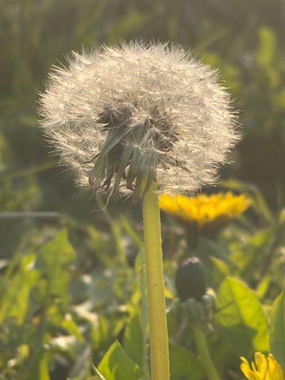 The image displays a close-up, backlit view of a mature dandelion (Taraxacum officinale) seed head, also known as a dandelion clock, located in the city of Toul, France. The spherical seed head, centered and in sharp focus, is composed of numerous white, feathery pappus seeds, strongly illuminated by sunlight from behind, producing a distinct bright halo effect. Darker, shriveled floral bracts are visible directly beneath the seed head. A solitary, light green stem supports the structure. The background is significantly blurred, depicting a natural environment with various green foliage, likely grass. Two additional dandelion plants are discernible in the soft-focus background: a yellow, fully bloomed dandelion flower is present in the mid-ground to the right, and a darker, possibly developing or closed dandelion head is visible lower right, behind the main stem. No human figures or discernible actions are present.