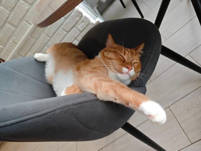 A ginger and white cat is sleeping on a grey upholstered chair. The cat is lying on its side with its legs stretched out and its eyes closed. One of its front paws is extended outwards, resting on the edge of the chair. The background shows a white brick wall and light-colored wooden floor tiles, indicating an indoor setting that could be a home or a cafe in Боровский, Russia. The lighting is soft, suggesting it might be daytime.