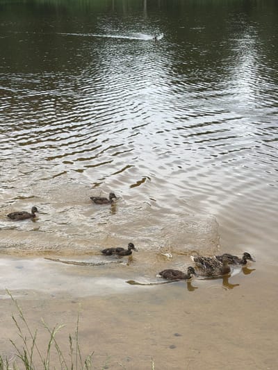 A group of ducks, including at least one adult and several ducklings, swim in shallow, muddy water near the shore of a lake. The water has ripples, and the bottom is visible through the clear areas. Green grass grows along the left edge of the frame. The background consists of dark, tree-lined shores of the lake. The scene is calm and depicts a natural wildlife setting.