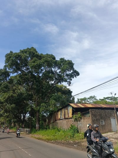 A bustling street scene unfolds under a partly cloudy sky. Motorcyclists traverse a road lined with lush greenery and a large, shady tree. Adjacent to the road, a weathered, single-story building with a rusted metal roof stands beside a concrete wall overgrown with plants. Overhead, power lines stretch across the sky, adding to the urban landscape.