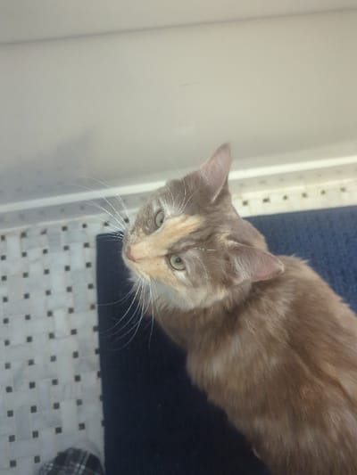 A dilute calico or tortie domestic cat, primarily ginger-brown with cream-tan facial markings and greyish-taupe ears, is depicted looking upwards and to its left. The cat's bright green eyes and prominent long white whiskers are clearly visible. It is positioned on a dark blue fabric surface, likely a mat, which covers the mid-right and lower-right portions of the frame. To the left of the cat, a white tiled floor or wall with a grid of small dark square tiles is present. In the lower-left corner, a small segment of black and white plaid fabric is discernible. The upper portion of the image displays a plain, light-colored wall or ceiling. The indoor environment, possibly a bathroom or kitchen, offers no specific visual identifiers to ascertain a precise location within Area D (Elaho/Garibaldi), Canada.