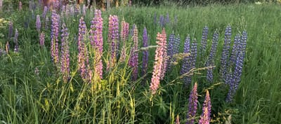 In Merchalovo, Russia, a field of lupines blooms with vibrant pink and purple flowers, interspersed with tall green grasses. The sun casts a warm glow on the scene, illuminating the delicate petals and creating a peaceful atmosphere. The flowers stand tall and proud, their colors a stark contrast to the lush greenery that surrounds them. The scene is a testament to the beauty of nature, a place where one can find solace and tranquility.