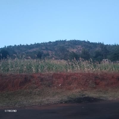 A serene landscape features a cultivated field of tall corn stalks in the foreground. Behind the field, a vibrant red-brown embankment provides a striking contrast. A hillside covered with lush trees and vegetation forms a natural backdrop against a clear, blue sky. The scene evokes a sense of tranquility and rural beauty.