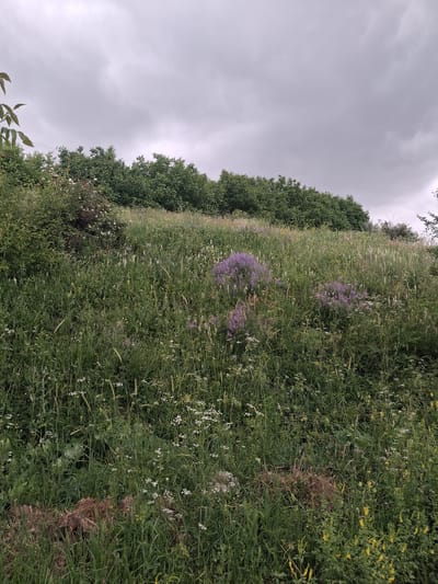 The image shows a hillside covered in tall green grass and various wildflowers, including clusters of purple flowers. A dense line of trees forms the crest of the hill against a cloudy, gray sky. The terrain is uneven and appears to be in a rural or semi-rural setting. The location is identified as Martiros, Armenia. There are no people or animals visible in the image. The scene is a natural landscape with abundant vegetation.