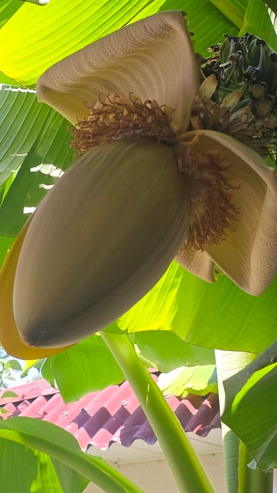 The image shows a close-up, low-angle view of a banana flower and developing fruit, set against a backdrop of large green banana leaves. The banana flower, a large, teardrop-shaped bud, is predominantly a pale beige color with prominent veins. Within the flower, brown, hairy structures are visible, likely the remnants of the bracts or pistils. A cluster of small, undeveloped bananas is visible at the top left, peeking out from the foliage. The bright green banana leaves are lush and appear to be illuminated by sunlight, suggesting it is daytime and likely sunny or partly cloudy. In the background, a section of a red, corrugated metal roof is visible, with its distinctive zigzag pattern casting shadows. The overall scene is one of natural growth and abundance, with the focus on the intricate details of the banana plant. The location context provided is Khachmaz, Azerbaijan. There is no visible text in the image.