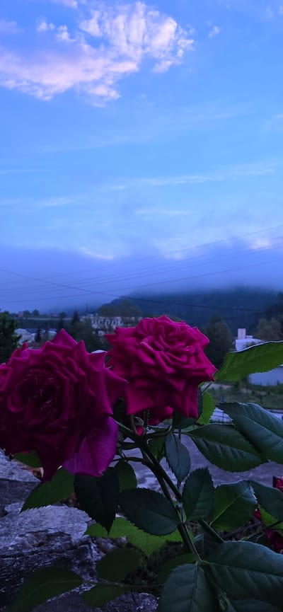 The image depicts two magenta roses in full bloom, positioned against a backdrop of a blue sky with scattered white clouds and the city of Rudozem, Bulgaria, in the distance. The roses are on the left side of the frame, with lush green leaves visible. The background features a hazy, distant view of hills and buildings, possibly indicating the city. Power lines are strung across the sky. A portion of a stone wall or structure is visible on the left, near the roses.