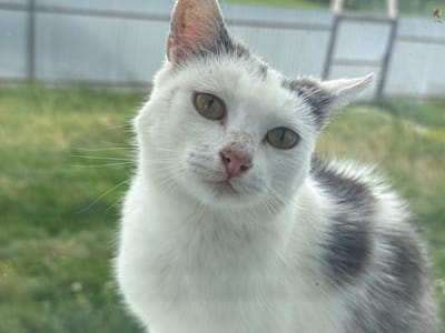 This is a close-up, eye-level, medium shot of a white cat with grey markings, peering through a window. The cat is the sole subject and occupies the majority of the frame. Its gaze is directed forward, meeting the viewer's eye with a curious and direct expression. The cat's fur is primarily white, with patches of grey on its head, ears, and body. Its eyes are a striking green, and its nose is a soft pink. Long white whiskers fan out from its muzzle. The background is softly blurred, suggesting an outdoor scene with green grass and a white fence. The lighting appears natural, hinting at daytime. The overall impression is one of a domestic setting, with the cat observing its surroundings from a safe vantage point indoors.