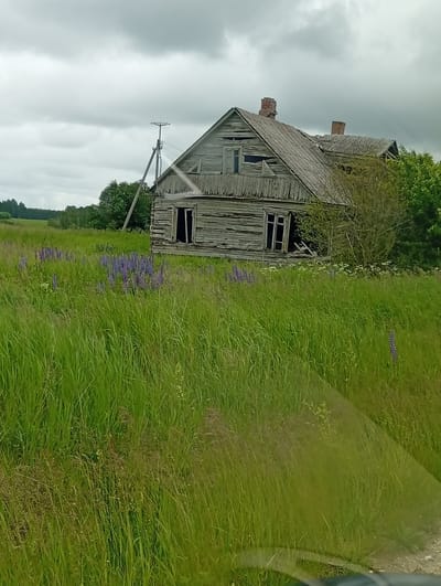 An abandoned wooden house stands in a field of tall grass and wildflowers, likely in the village of Kalniškiai, Lithuania. The house, appearing weathered and dilapidated, has broken windows and a sagging roof. A brick chimney rises from the roof, and another, smaller chimney is visible. In the distance, a power line pole stands against a cloudy sky. The field in front of the house is abundant with green grass and scattered purple lupine flowers. The overall impression is one of rural neglect and decay.
