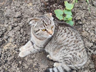 A tabby cat with folded ears and bright yellow eyes lies on dark, loose soil. The cat is facing to the right, with its body angled towards the viewer. Its fur is a mix of gray, brown, and black stripes. Green leaves from a small plant are visible in the upper right of the frame, growing out of the soil. The soil appears somewhat dry and uneven, with some small pebbles and dried plant matter scattered across it. The overall lighting suggests it is daytime, possibly overcast or in shade, as there are no harsh shadows. The cat appears alert and curious, with its ears slightly forward. The image captures a quiet moment of the cat resting outdoors in what appears to be a garden or natural area.