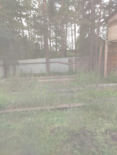 The image depicts a semi-overgrown outdoor scene with a corrugated metal fence in the background. To the right, a wooden structure, possibly part of a building or construction, is visible. The foreground is dominated by tall, dry grass and some scattered smaller plants. Several wooden planks are laid horizontally across the grassy area, suggesting a pathway or construction in progress. Tall pine trees are prominent in the background, interspersed with lighter foliage. The overall impression is of a rural or undeveloped area, possibly on the outskirts of a settlement. The lighting is diffused, indicating an overcast day or a time of day with soft light. There are no people or animals visible in the image. The scene is located in Kirensk, Russia.