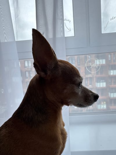A medium close-up, profile shot shows a small, tan dog with large ears looking out a window. The dog's fur is short and appears somewhat ruffled. Its snout is pointed, and its eyes are open, gazing intently at something beyond the frame. The dog is positioned in the foreground, with its body extending out of the left side of the image.

The background consists of a window with white curtains partially drawn. Through the window, a blurred view of an urban environment is visible, featuring multi-story buildings with visible windows. The sky appears overcast. There is some indistinct writing on the window, possibly in a foreign language, with arrow-like markings. The scene is indoors, as indicated by the curtains and the view through the window. The location is identified as Vlasikha, Russia, a city known for its military installations, particularly those related to missile defense.