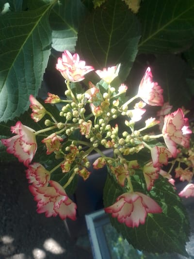 The image shows a close-up of a hydrangea flower cluster. The flowers are small and delicate, with white petals edged in pink. They are clustered together on a stem, surrounded by large, dark green leaves. Some of the flowers are in bloom, while others are still buds. The lighting suggests it is daytime, with sunlight filtering through the leaves and casting shadows. The background is dark and blurred, making the flowers the clear focus of the image. The image does not provide any information about the location in Yessentuki, Russia.