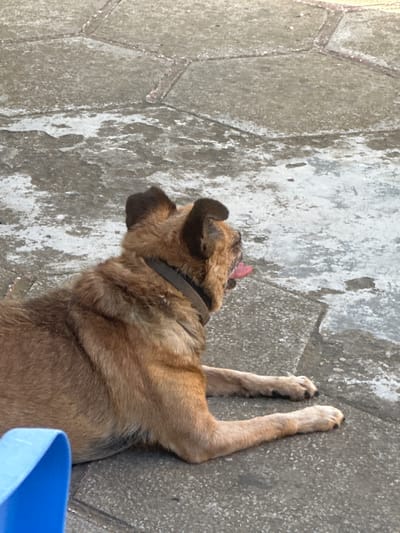 A medium-sized dog with tan fur and dark ears lies on a grey, textured surface that appears to be pavement or a sidewalk. The dog is lying on its back with its legs in the air, and its tongue is sticking out. A dark collar is visible around its neck. To the left of the dog, there is a textured grey wall or ground with white patches. A bright blue object, possibly a container or bowl, is partially visible in the lower right corner of the frame. The lighting suggests it is daytime. The image appears to be taken outdoors, and the textured ground with visible lines might indicate pavers or segmented concrete. The overall scene suggests a casual or resting moment for the dog. There is no visible text in the image.