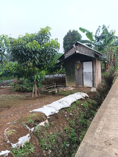This photograph captures a rural, agricultural scene in Nipa, Papua New Guinea, under an overcast sky. The central focus is a small, rustic shack constructed primarily from corrugated metal sheets for its walls and a wooden frame for the roof. The roof shows signs of wear and age, with some areas appearing rusted or degraded. The shack has a simple, roughly-made door, painted white on the top half and silver/metal on the bottom, which is ajar.
To the left of the shack stands a healthy-looking coffee tree with numerous green leaves, suggesting an active coffee plantation. Other coffee plants are visible further in the background. Around the shack, tall banana plants with large leaves are prominent to the right and behind it. A cluster of red flowering plants, possibly roses, adds a touch of color near the base of the coffee tree.
The ground is exposed reddish-brown soil, indicating an active farming area. In the foreground, below the shack, there is a steep earthen embankment. Several white sacks, possibly containing sand or fertilizer, are strategically placed along the edge of this embankment, likely for erosion control or support. One of these sacks clearly displays the text "MB-21". A concrete path or road runs along the far right edge of the image, separated from the embankment by a narrow ditch. The scene depicts a quiet, functional working environment in a natural landscape. No human activity is visible.