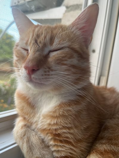 An orange tabby cat is resting with its eyes closed, likely asleep, on a windowsill. The cat is positioned in the foreground, taking up most of the frame, and its fur is predominantly orange with white markings on its chest and face. Its paws are tucked beneath its chest. The background shows a window with a screen, through which a blurry outdoor scene with greenery and what appears to be a building or structure can be seen. The lighting suggests it is daytime, possibly late morning or early afternoon. The image does not provide any information about the city of Dvubratskiy, Russia.