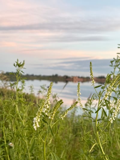 The image depicts a close-up view of white sweet clover flowers and green foliage in the foreground, set against a blurred backdrop of a calm body of water and a distant tree line under a pastel-colored sky. The sky displays streaks of light blue, pink, and white, indicative of either dawn or dusk. The water reflects the sky and the surrounding vegetation. The scene is located in the city of Sapunov Bor, Russia. There are no people or animals visible in the image.