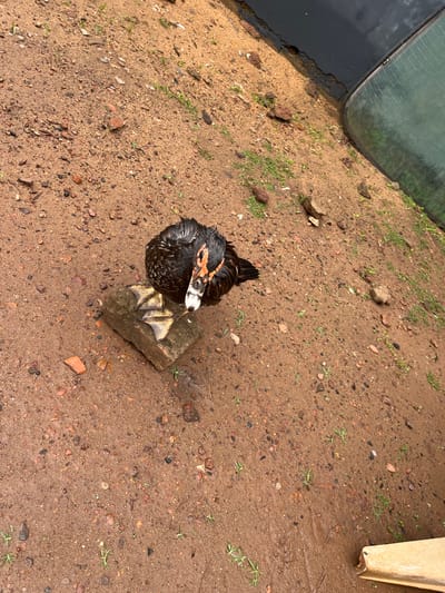 A single black duck stands on a small, rectangular brick in a muddy, outdoor environment. The ground is composed of wet, reddish-brown dirt mixed with small stones and sparse green grass. The duck is facing the camera, with its head tilted slightly down and to the right. Its feathers appear wet and ruffled, and its beak is a distinctive orange and black color with a white patch on its face. The duck's webbed feet are clearly visible gripping the brick. In the background, to the right of the frame, a curved, reflective surface, likely a glass window or enclosure, is visible. The overall scene suggests an outdoor enclosure or a natural area with some man-made elements, possibly in the city of Idah, Nigeria, given the context.