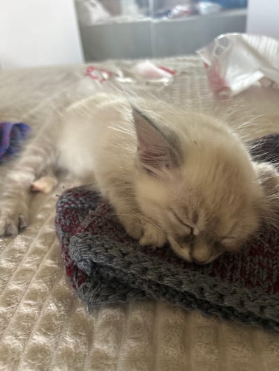 An extremely close-up shot shows a light-colored kitten sleeping on a knitted surface. The kitten's fur is fluffy and light-colored, with subtle darker markings on its ears and face. Its eyes are closed, and its head is resting on the textured, knitted material, which appears to be a mix of grey and dark red yarn. The background is blurred, but it suggests a soft, possibly bed-like surface. The lighting is soft and natural, illuminating the kitten's face and fur. There is no indication of the city of Rozino, Bulgaria, in the image.