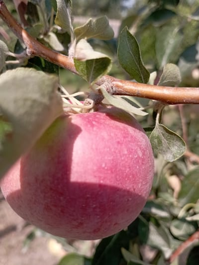 The image shows a close-up of a red apple hanging from a tree branch. The apple is in focus and is a vibrant pinkish-red color with some lighter spots and water droplets on its surface. The branch is brown and has a rough texture, with a few fuzzy white hairs visible. Several green leaves are also present, some of which are out of focus. The background is blurred, showing more foliage and a hint of a sunny outdoor environment, possibly an orchard. The lighting suggests it is daytime with sunlight casting a shadow on the apple. This image was captured in Beruniy, Uzbekistan.