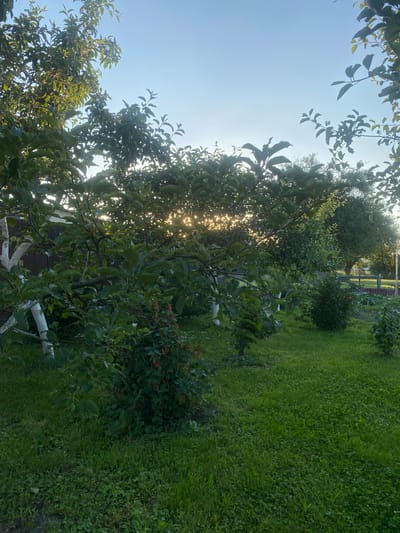 The image depicts a garden scene in Uhornyky, Ukraine, bathed in the soft glow of late afternoon or early morning sunlight filtering through the leaves of trees. The foreground is dominated by lush green grass and several trees with dense foliage. A prominent tree in the left foreground has a whitewashed trunk and branches, suggesting it is an orchard tree. Below this tree, a smaller bush with red berries is visible.
In the mid-ground, more trees and bushes create a layered effect. The sunlight pierces through the leaves, creating bright, lens flare-like effects. A wooden fence is partially visible in the background, bordering the property. The sky is a clear, light blue, indicating fair weather. The overall impression is one of a peaceful, well-tended garden. No people are visible in the image, and no specific actions or interactions are depicted. The environment is natural and rural.