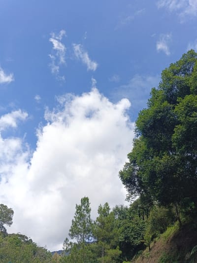 A scenic view captures a vibrant blue sky adorned with fluffy white clouds, dominating the upper half of the frame. Lush green foliage fills the lower portion, showcasing a variety of trees and shrubs. A distinct line of trees stretches upwards, marking a hillside. The composition balances the vastness of the sky with the dense greenery of the land.