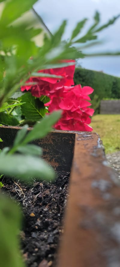 The image depicts a close-up, low-angle view of a rusted metal planter box. The soil within the planter is visible, with some fine roots exposed. In the background, out of focus, are bright pink hydrangea flowers and green foliage. Beyond the flowers, a green hedge and a blurry residential building are discernible. The sky is overcast. The scene appears to be a garden setting in Dietzenbach, Germany.