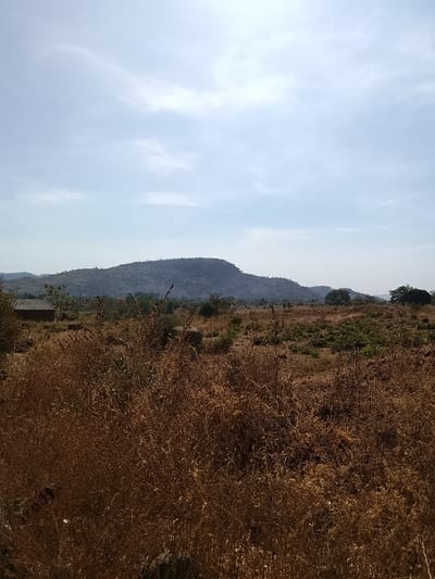 The image presents a wide-angle landscape from Jibam, Nigeria, under a hazy, light blue sky featuring scattered, wispy white clouds. The foreground is occupied by dense, dry, reddish-brown vegetation, primarily consisting of brittle grasses and shrubs. The midground reveals areas of exposed reddish-brown soil, intermingled with sparse patches of greener, low-lying vegetation and a few scattered deciduous trees. To the far left, partially obscured, is a single-story structure with reddish-brown walls and a dark, sloped roof. The background is dominated by a prominent, elongated hill or mountain range, appearing dark and densely covered with foliage or rocky terrain. Additional, lighter-toned hills are visible in the distant right background. No human or animal subjects are discernible, and no specific actions or interactions are observed.