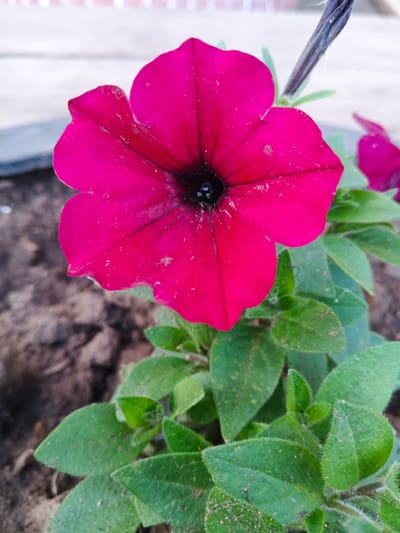 A close-up, eye-level shot features a vibrant, deep pink petunia flower in full bloom, dominating the center of the frame. The flower's petals are slightly ruffled and have dark veins extending towards the black center. Green leaves, some with a fuzzy texture, surround the bloom. The background is out of focus, showing dark soil and a hint of a lighter, possibly blurred structure in the upper right corner. The scene is likely an outdoor garden or planter.
