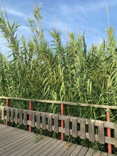 The image displays a dense thicket of tall green reeds against a clear blue sky. The reeds are lush and abundant, with long, thin leaves reaching upwards. Interspersed among the reeds, and running vertically through the frame, is a section of a wooden fence with a crisscross pattern. The fence is made of weathered gray wooden planks. To the right of this fence, another section of a wooden structure, possibly a deck or wall, is visible, constructed from horizontal planks. The lighting suggests it is daytime, with bright sunlight casting shadows. The scene appears to be outdoors, likely in a natural setting given the presence of reeds, possibly near water given the association of reeds with aquatic environments. The overall impression is one of natural abundance juxtaposed with man-made structures. There is no visible text in the image.